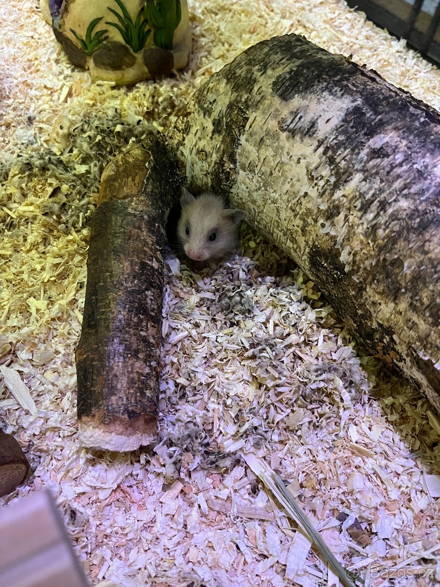 Křeček Syrský nar. 15.2.2026. - 2