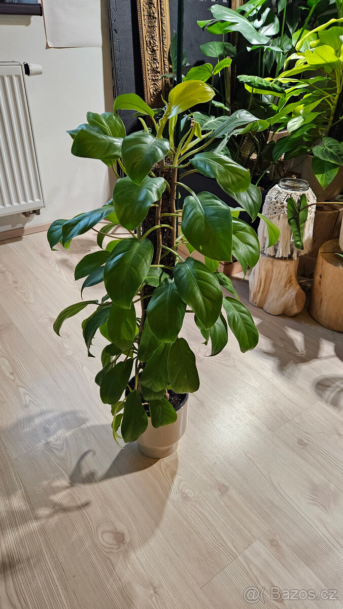 Philodendron malai gold - 2