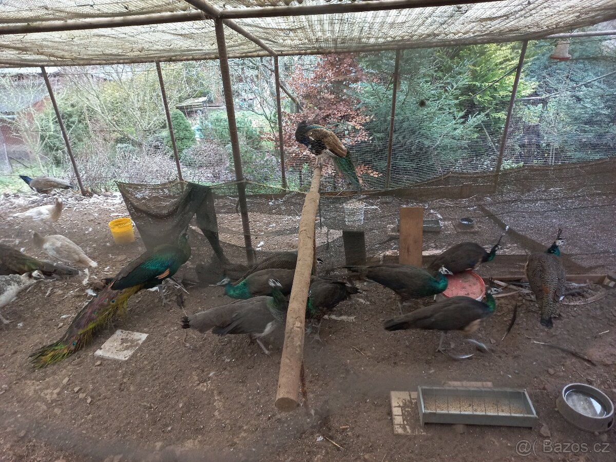 Páv modrý korunkatý, smaragd spalding, emerald spalding - 2