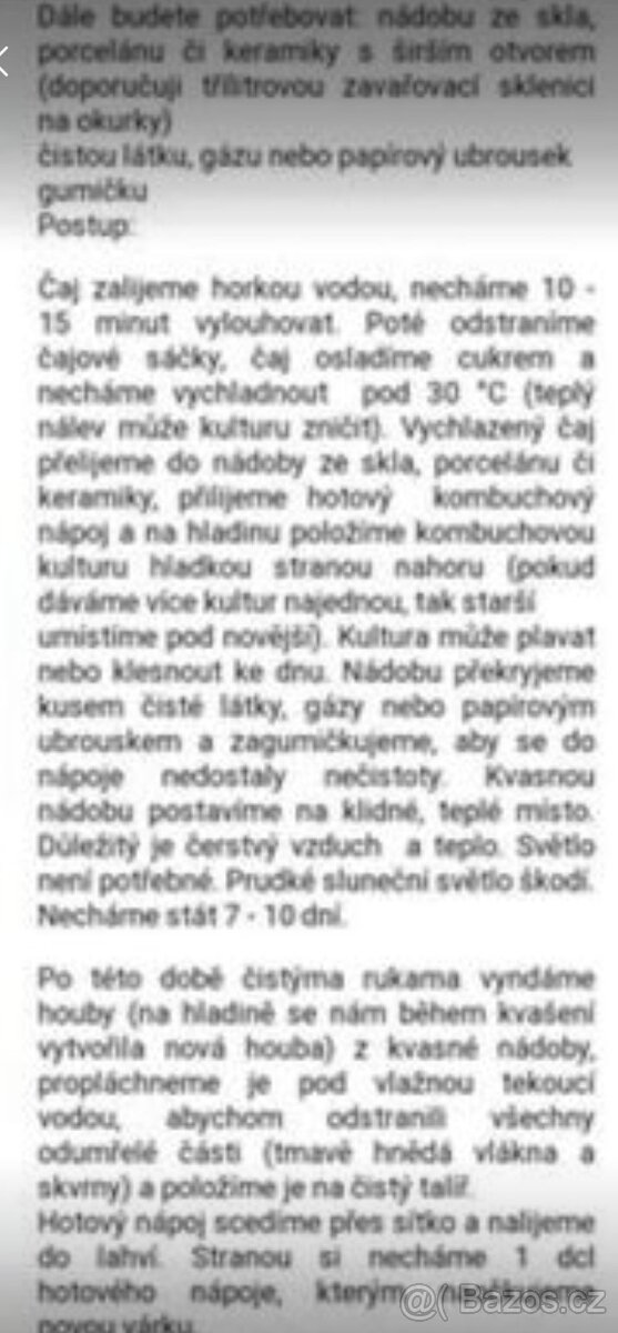 Houba Kombucha, násada - 2