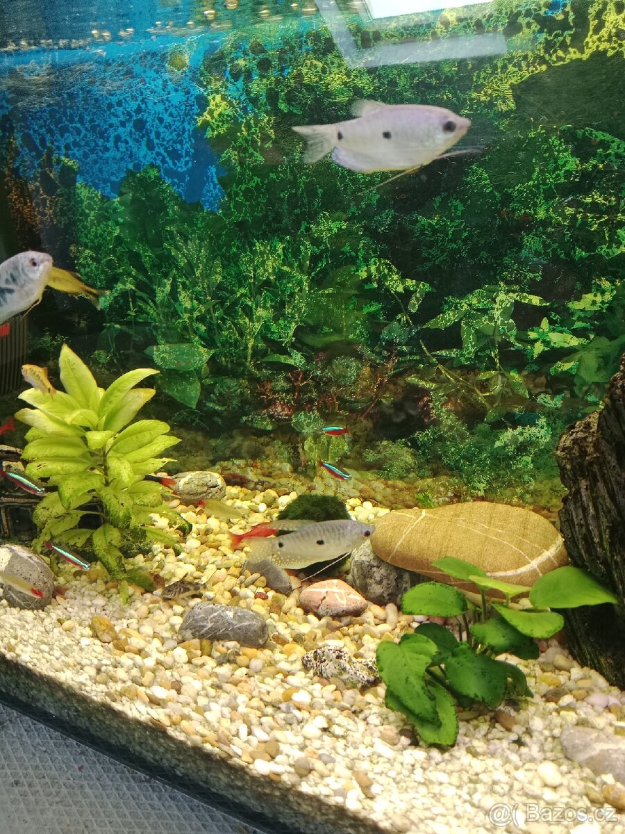 Akvarijní ryby a rostliny - 2