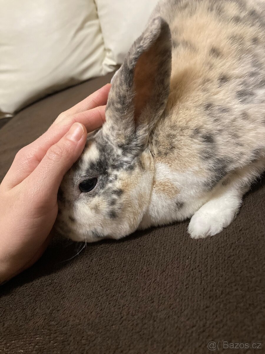 Prodám králíčka - 2
