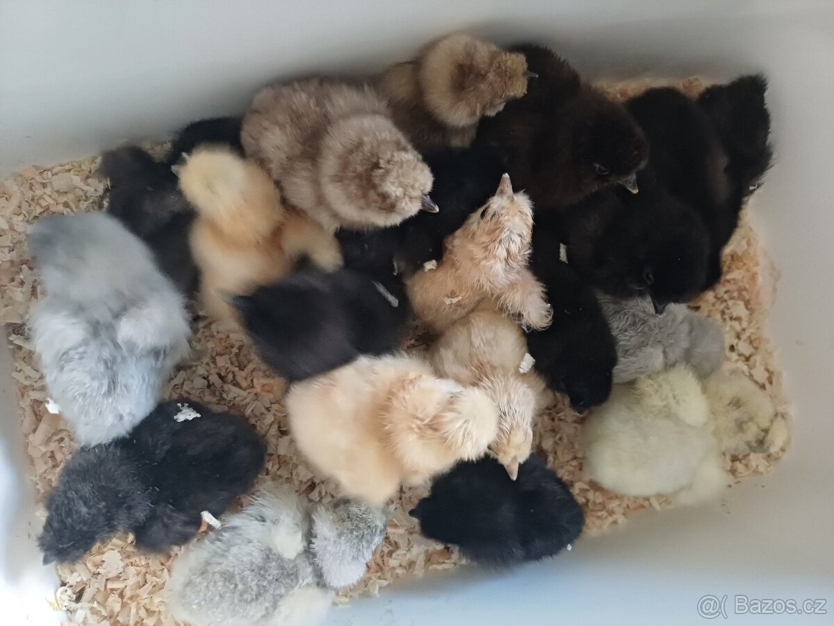 Kuřátka hedvábničky - 2