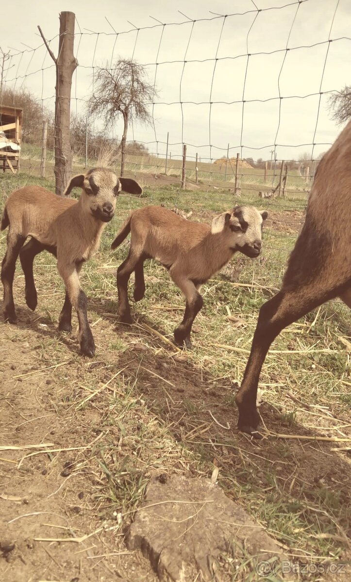 Kamerunská ovce - 2