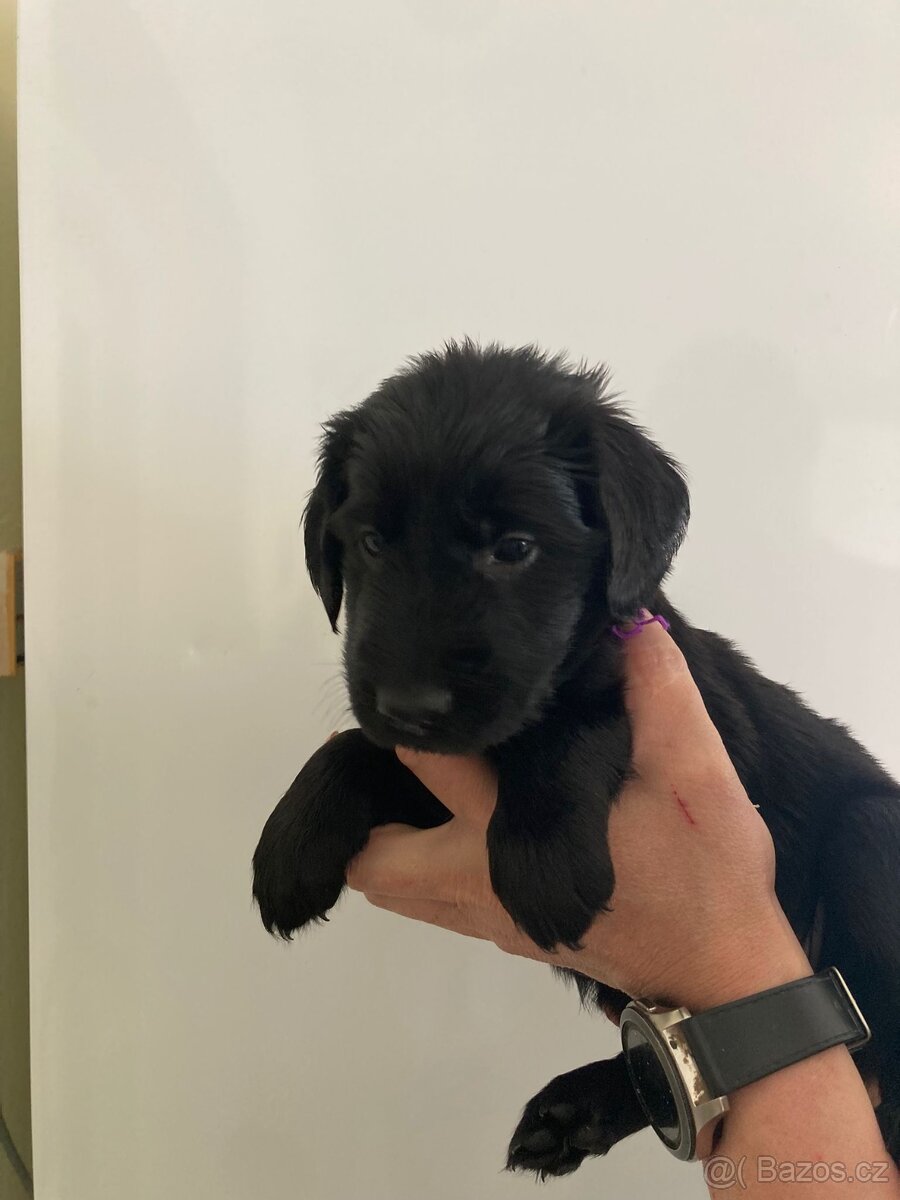 štěňátka Flat Coated Retriever - 2