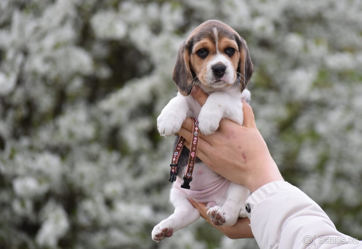 štěňata bígl - 2
