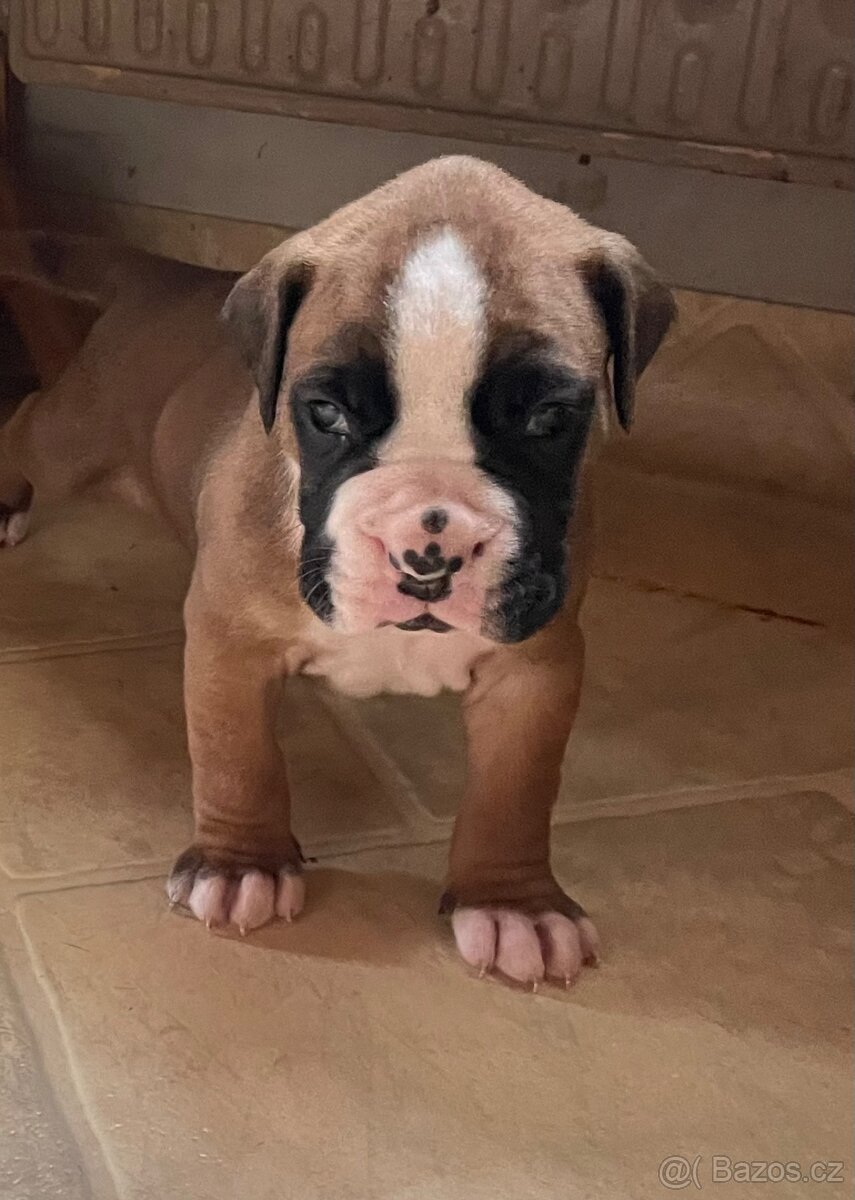 Boxer - 2