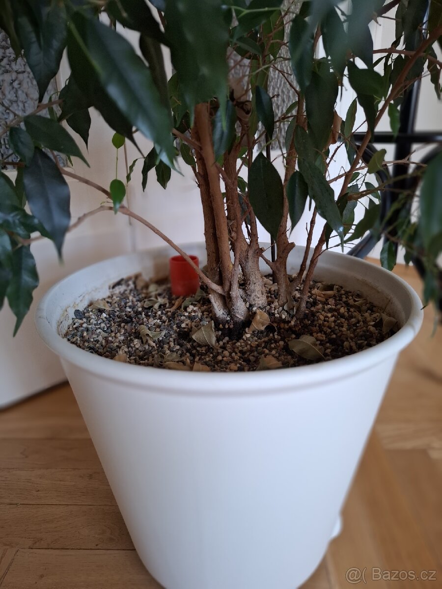 Fikus benjamín - 2