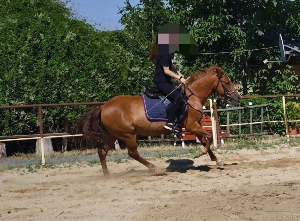 Pony kobylka - 2