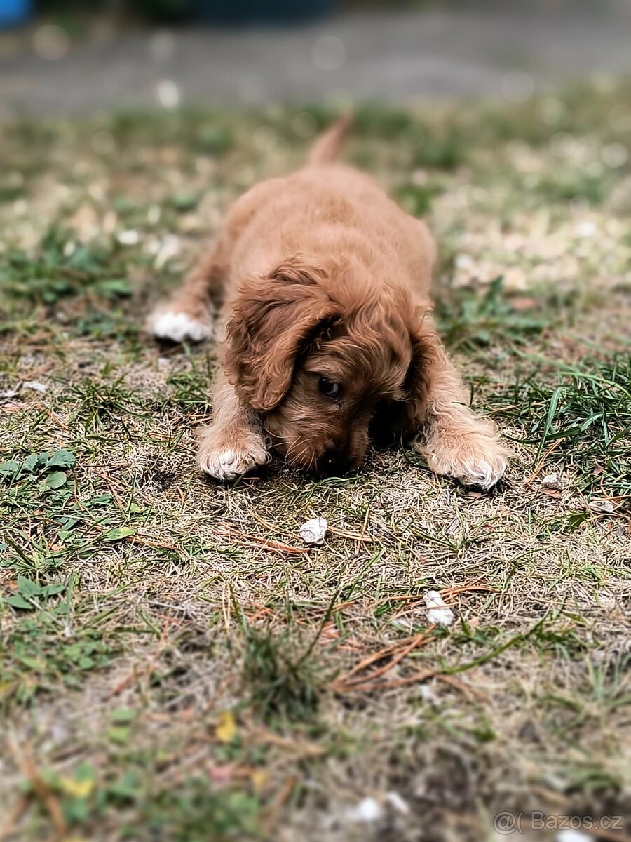 Cavapoo - 2