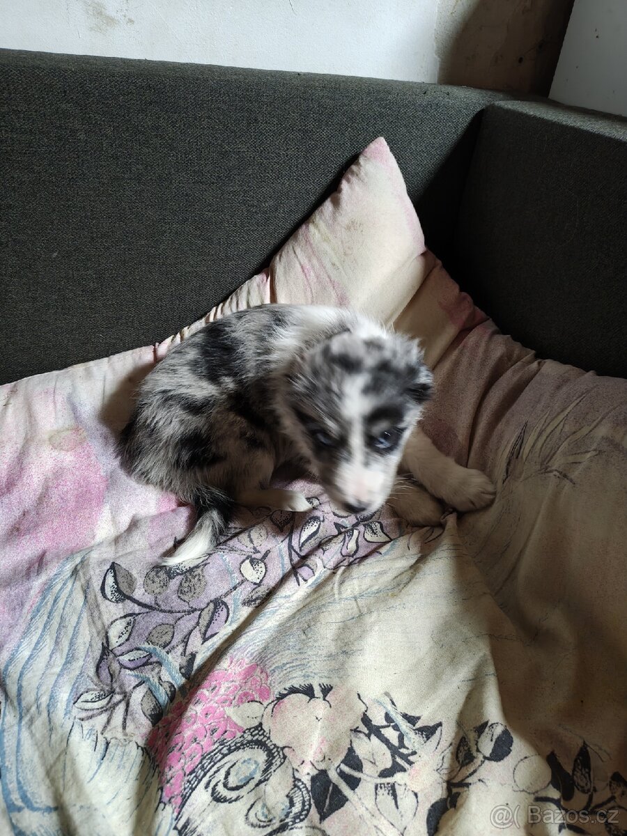 Border kolie - 2