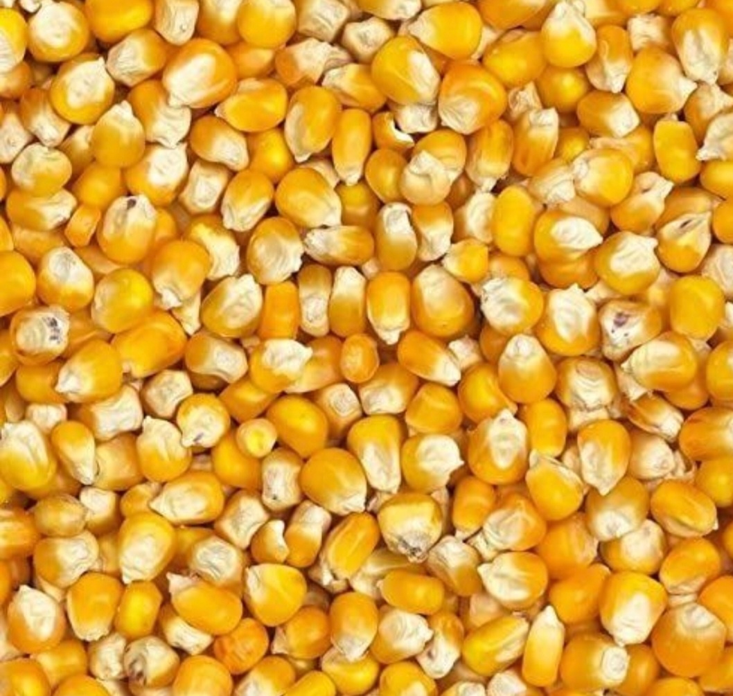 Kukuřice zrno 50kg -- 600Kč - 2
