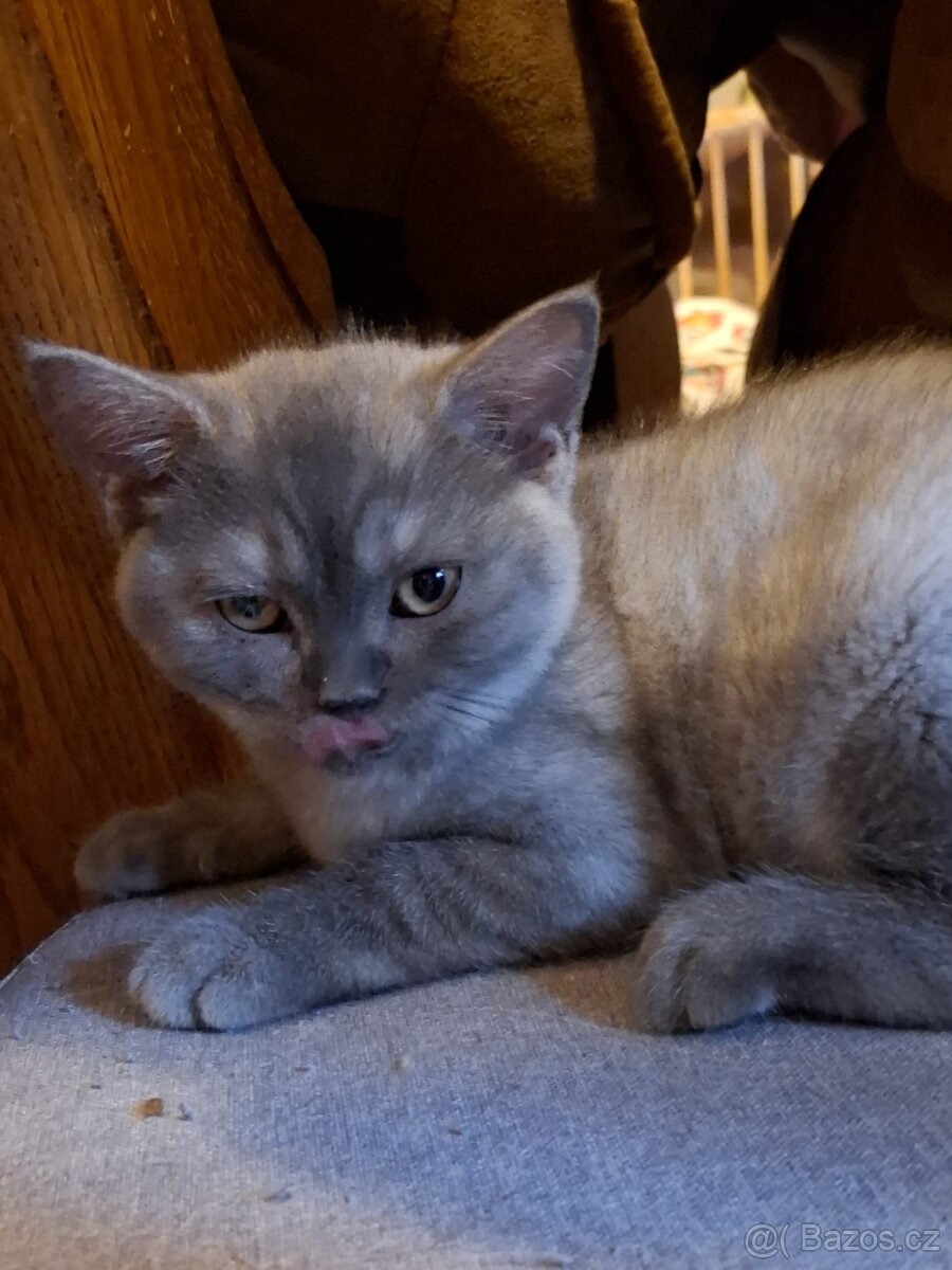 Britská krátkosrstá skotská klapouchá - 2