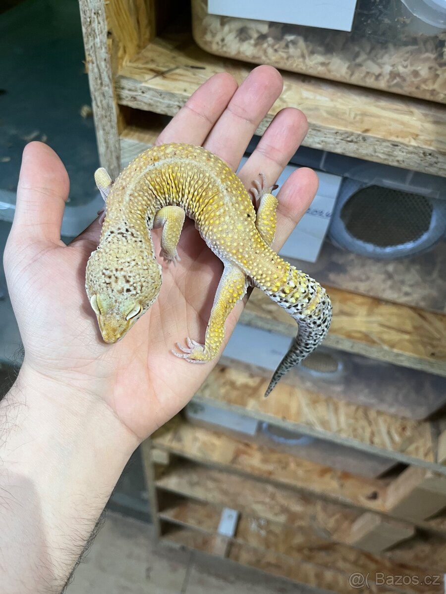 Gekončík noční - 2