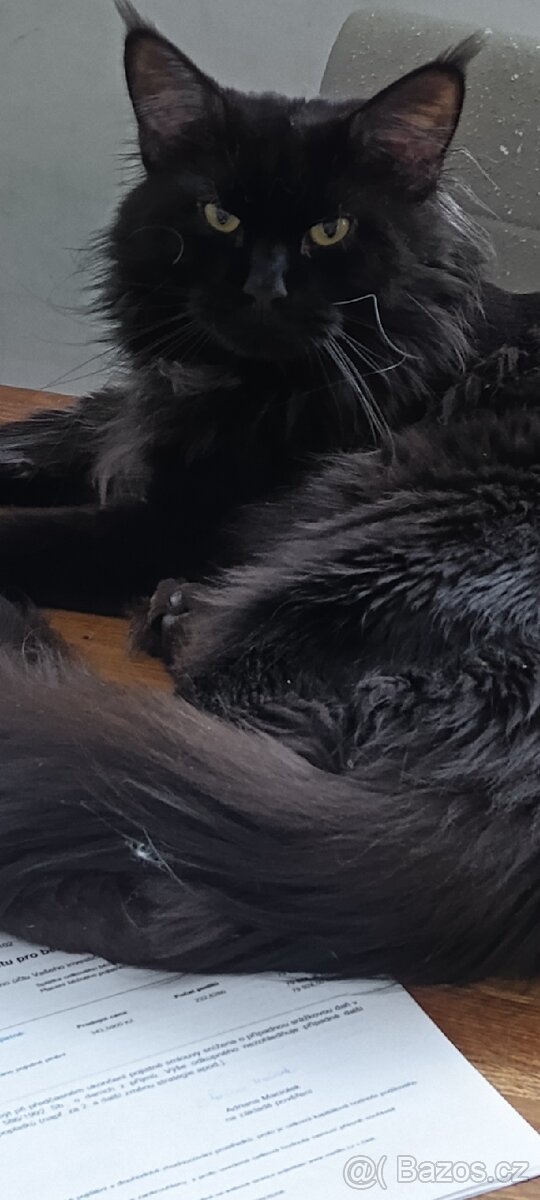 Mainská mývalí krytí - 2