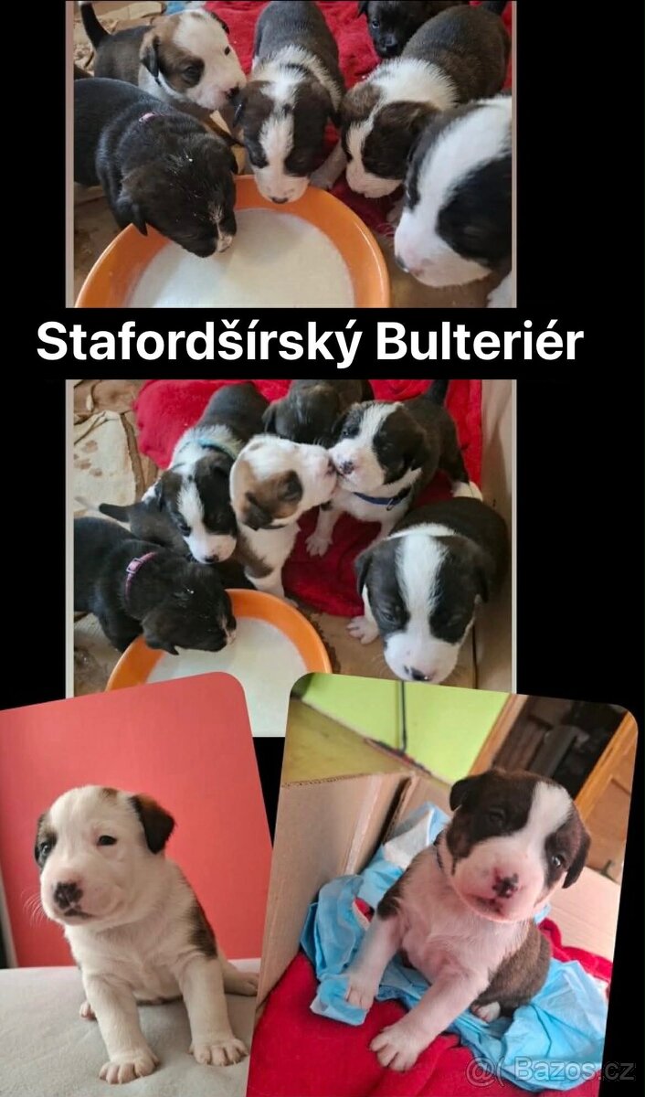 STAFORDŠÍRSKÝ BULTERIÉR - 2