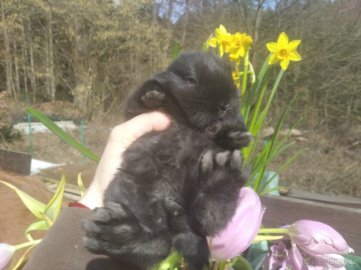 Zakrslý králík - 2