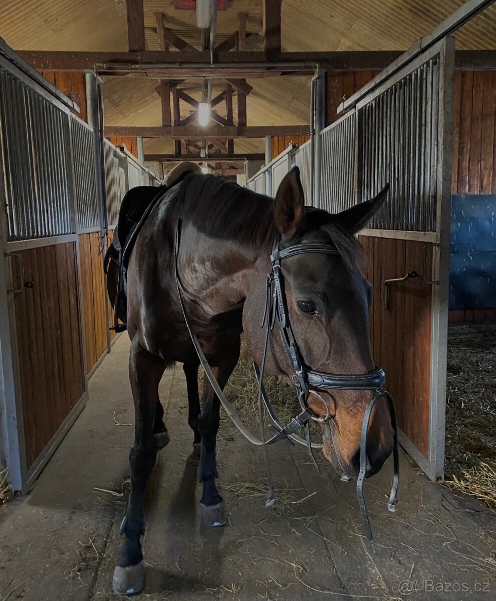 Hodná klisna A1/1 - 2