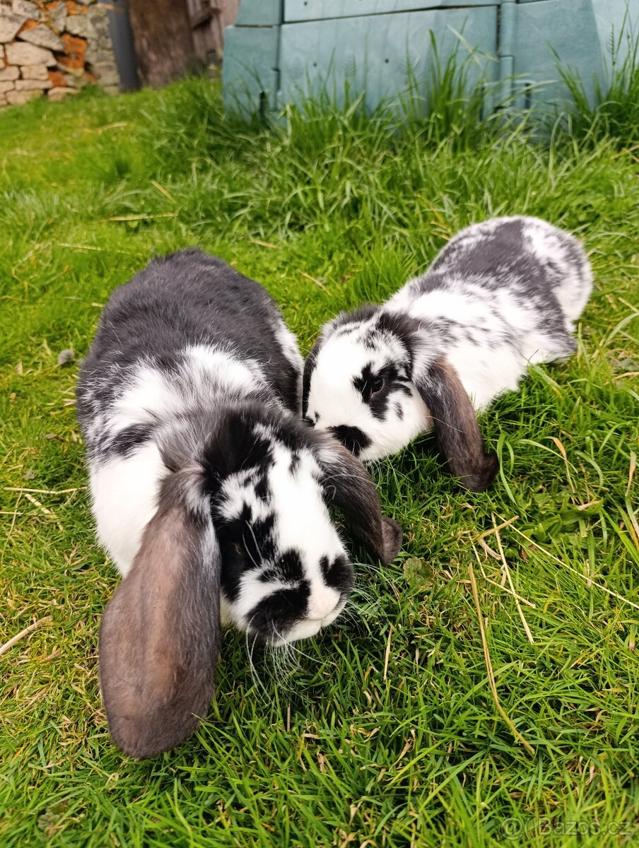 Francouzský beran - 2