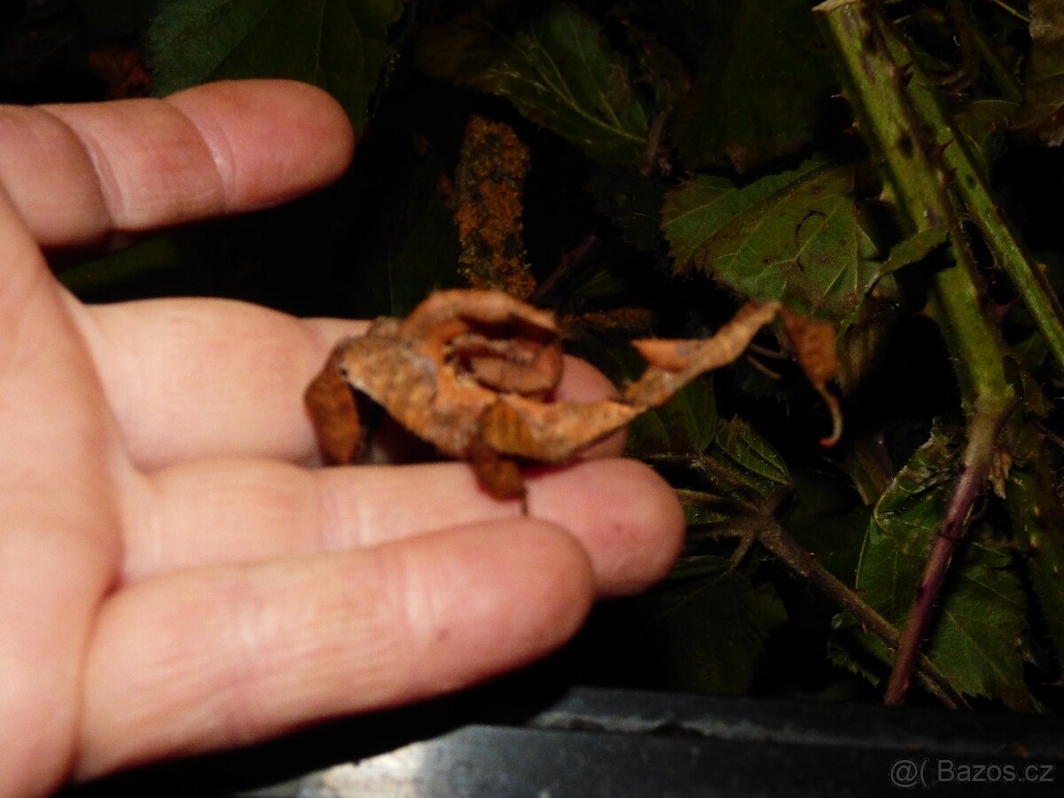 Strašilka australská (Extatosoma tiaratum) - 2