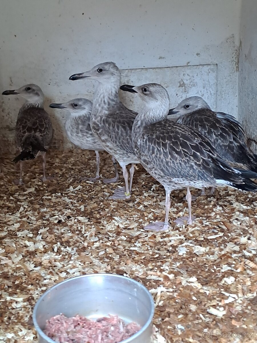 Racek bělohlavý - 2