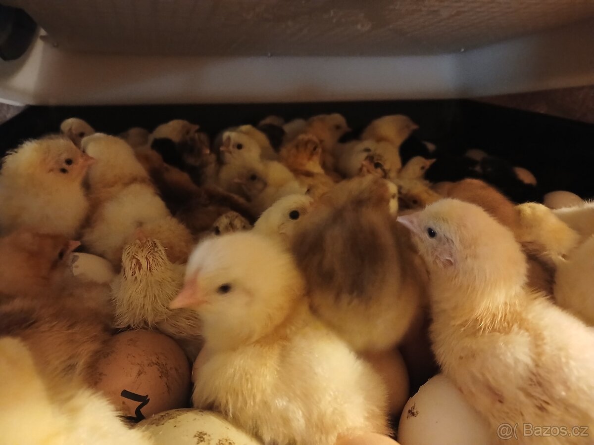 Kuřata mix - 2