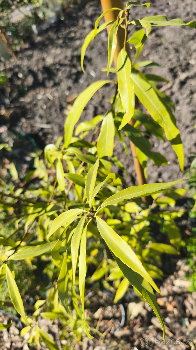 Exotické stále zelené keře - 2