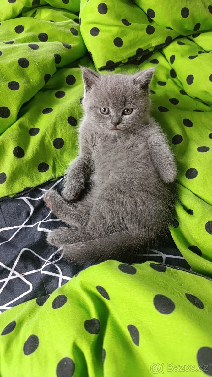 Britská modrá koťata - 2