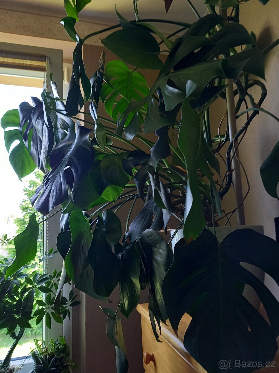 Monstera XXXL 145cm - 2