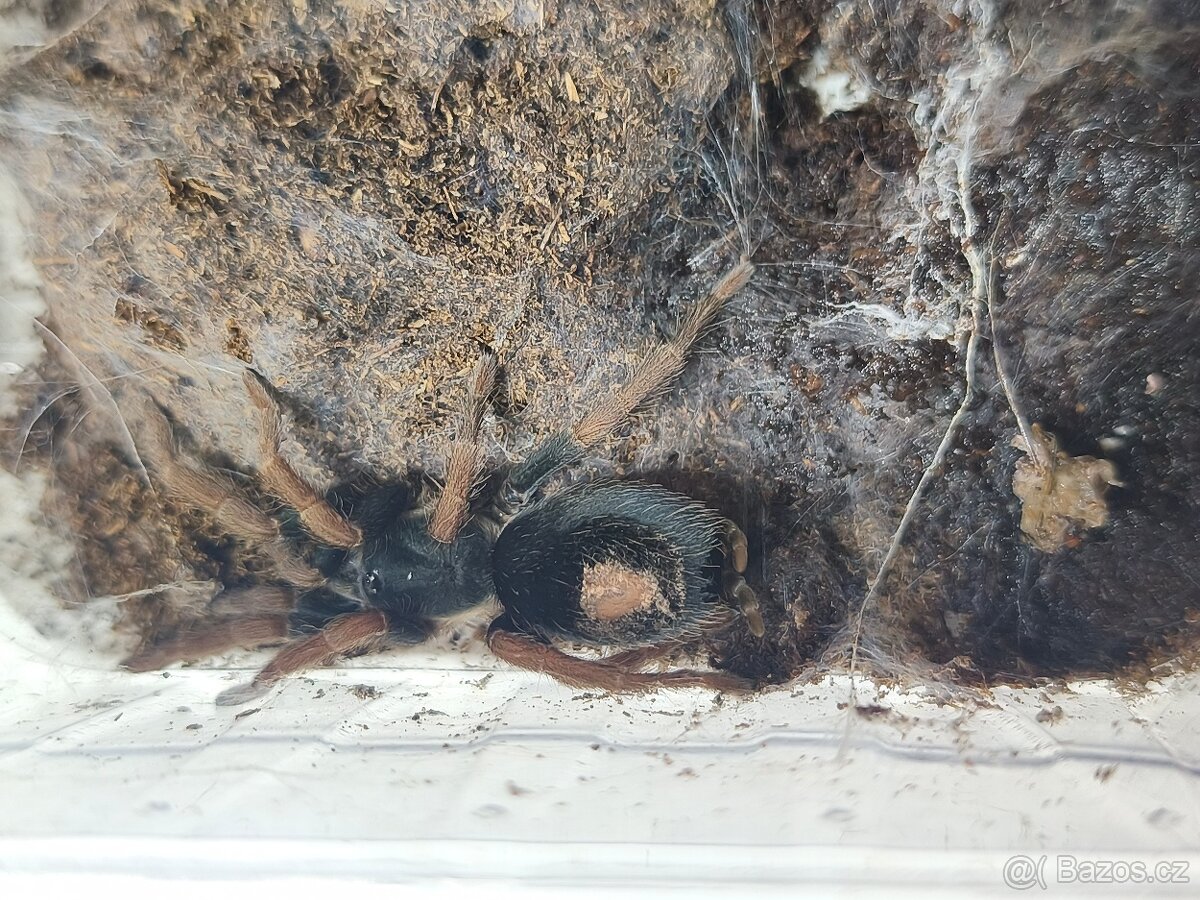 Kochiana brunnipes - 2
