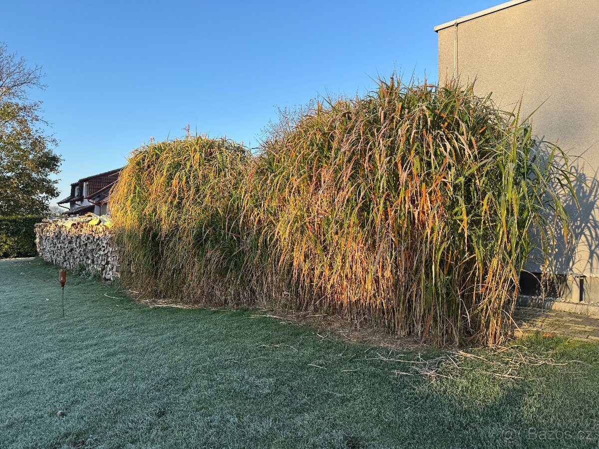 Ozdobnice obrovská (rákos) - 2