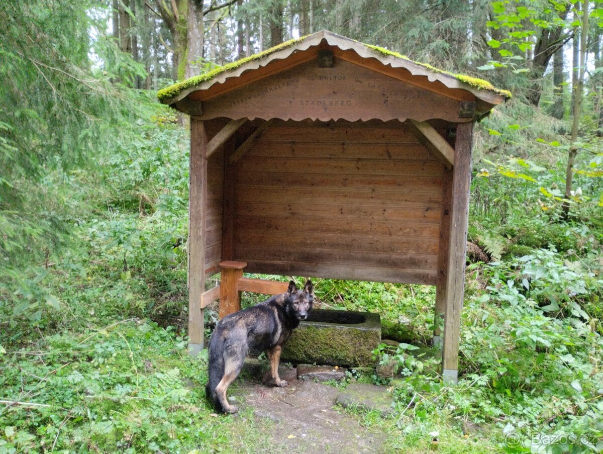 Německý ovčák fena s PP - 2