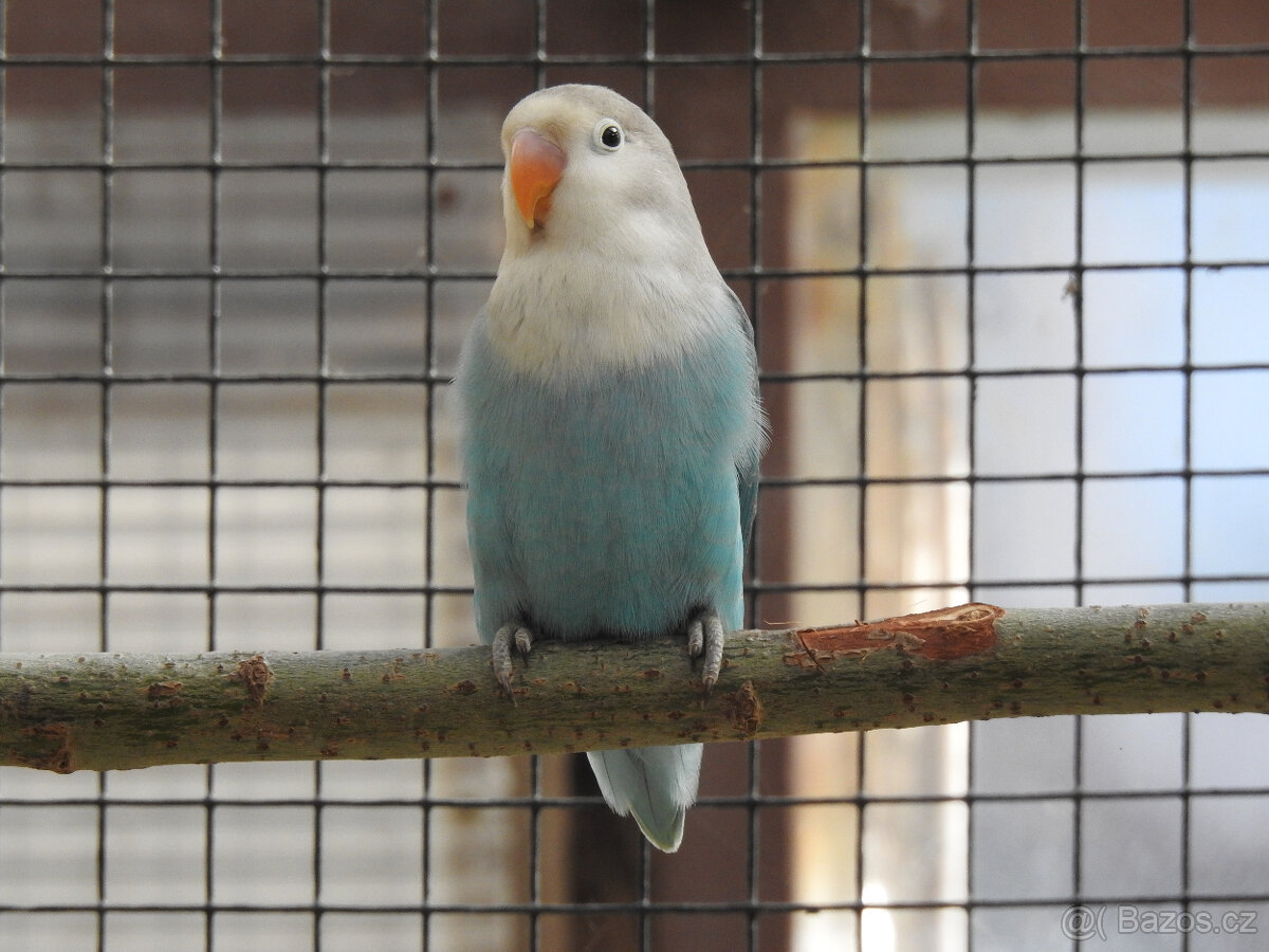 Agapornis Fischeri - 2