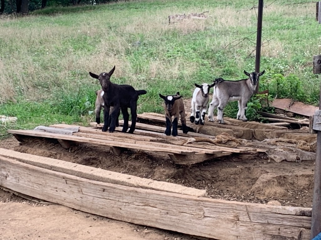 Kozy kozly Kamerunská - 2