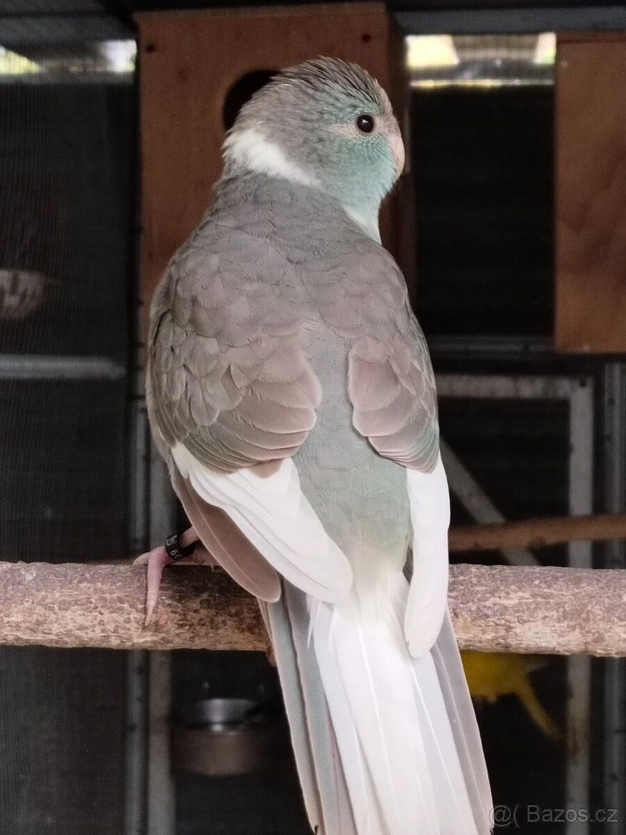 Kakariky,korela,andulka - 2