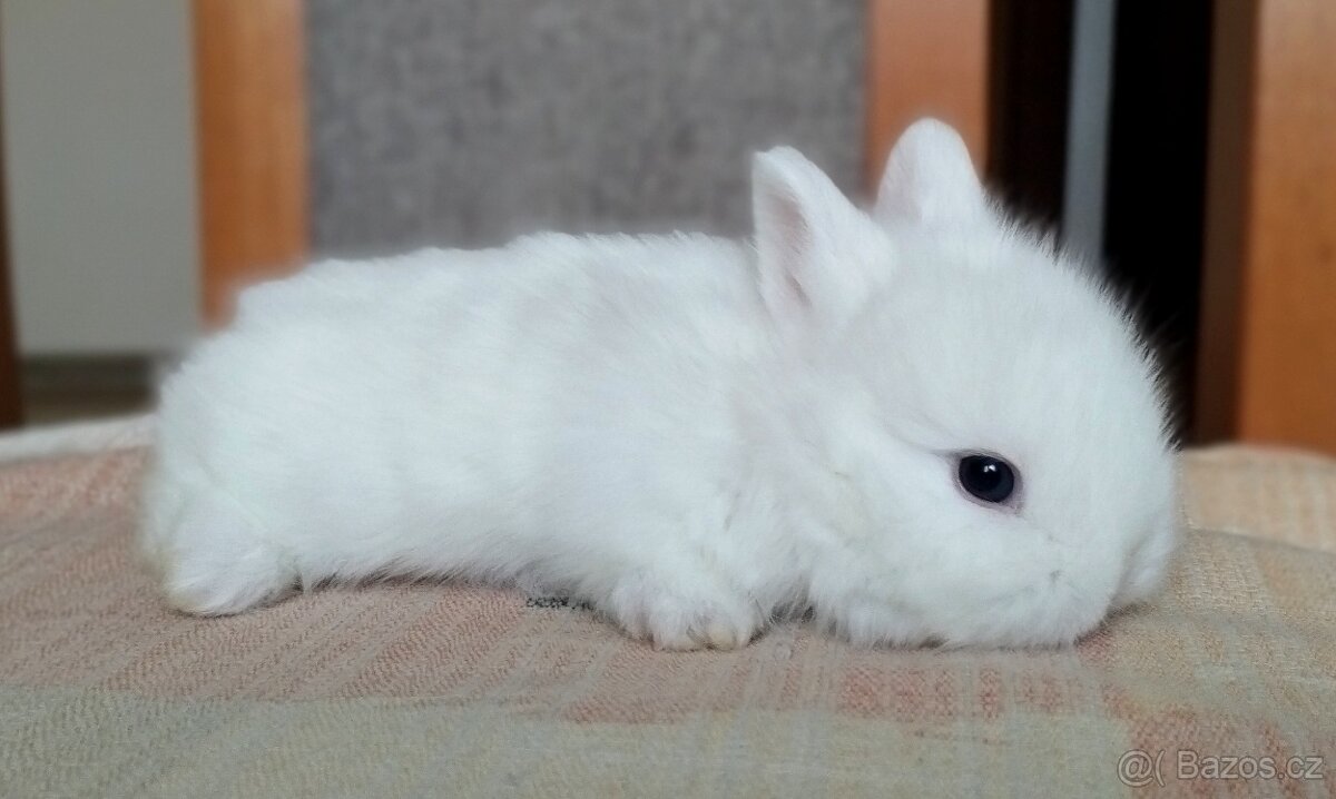 Zakrslý Teddy králíček, králík.. - 2