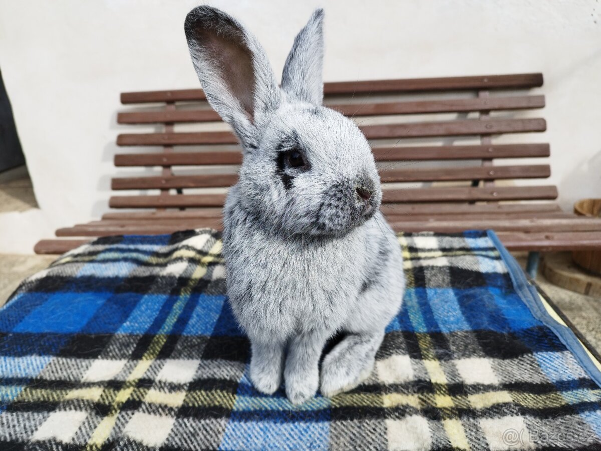 VSS - Velký světlý stříbřitý - samci a samice - 2