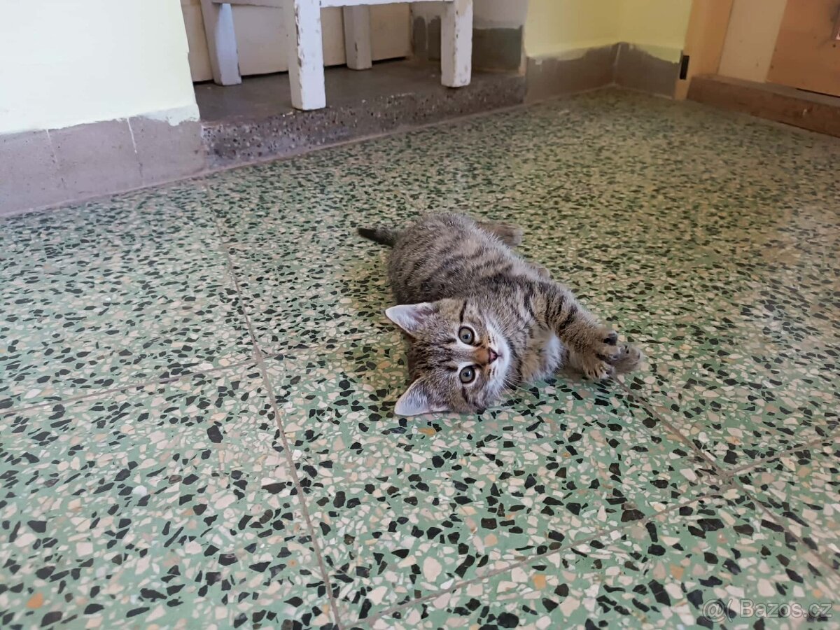 Koťata - 2