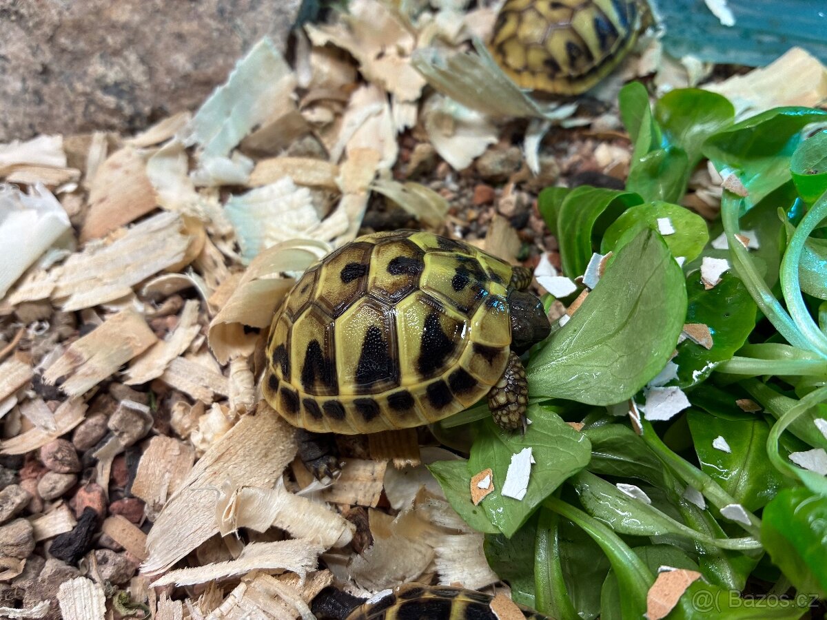 Želva zelenavá - 2