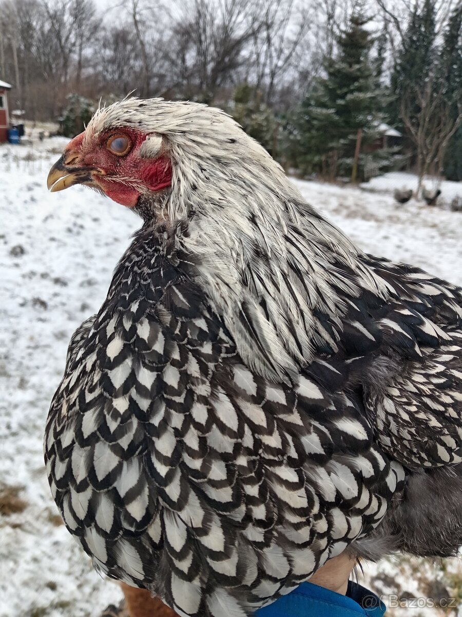 Wyandote kohout - 2