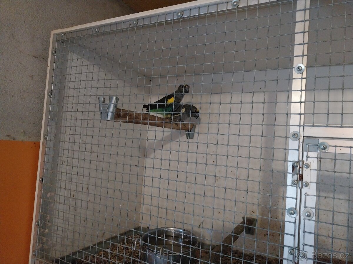 Papoušek zlutotemenny - 2