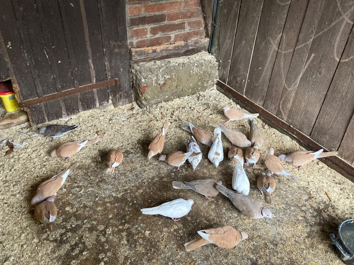 Hrdlička chechtavá - 2