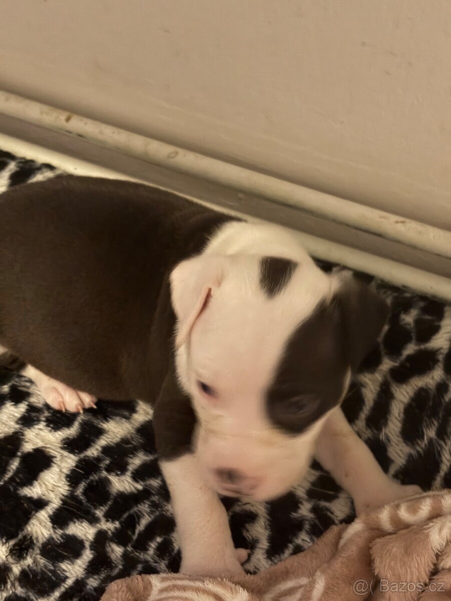 Štěně staforda - 2