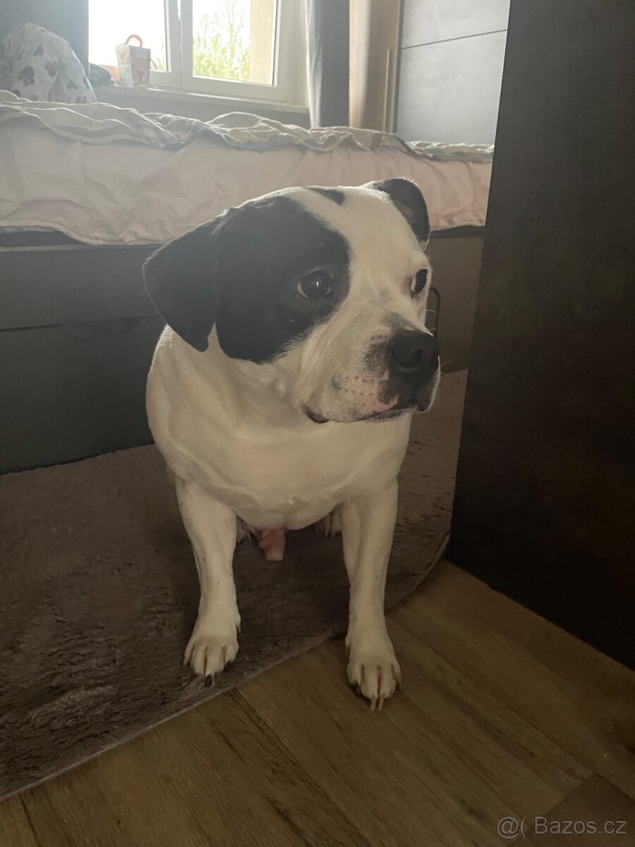 Stafordšírský bulteriér - 2