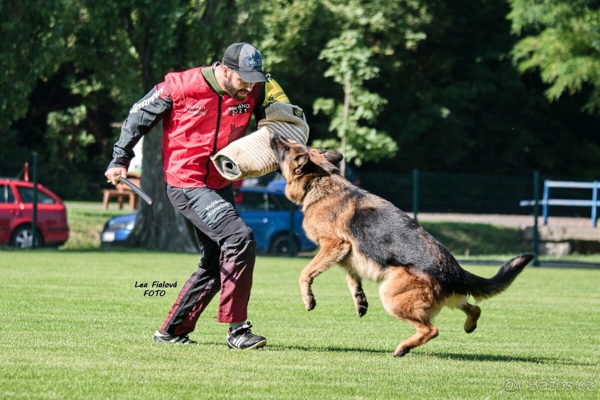 Německý ovčák - 2