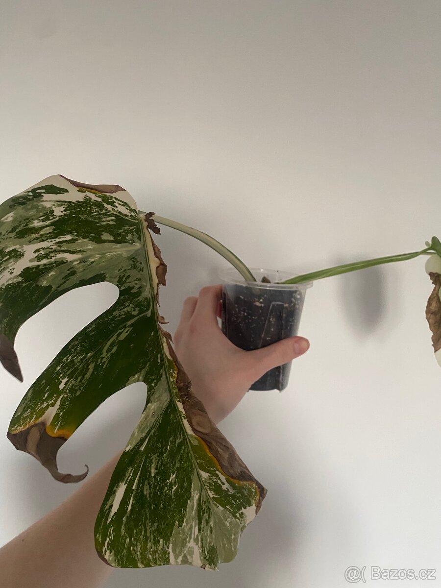 Monstera Deliciosa Variegata - 2