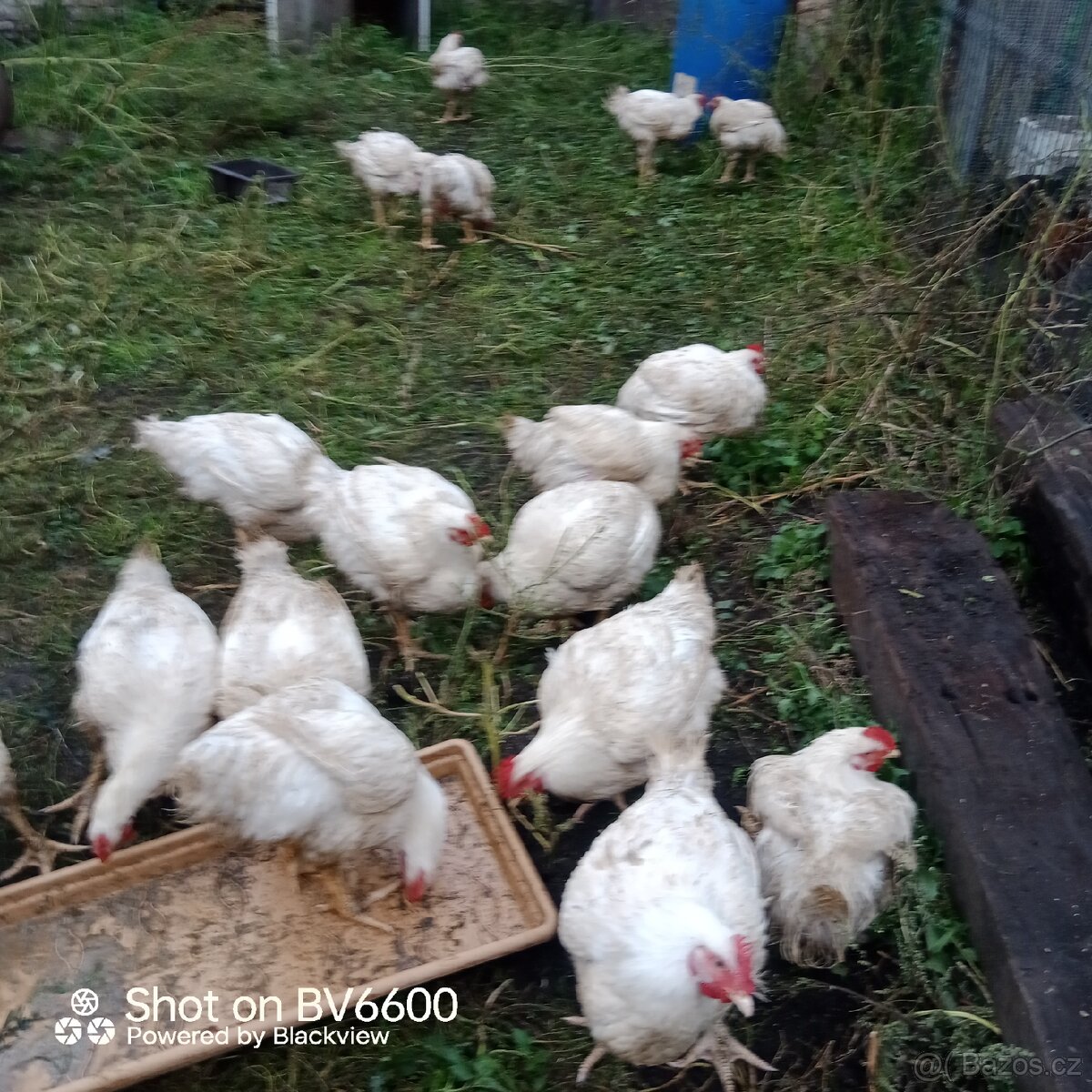Domácí kuřata - 2