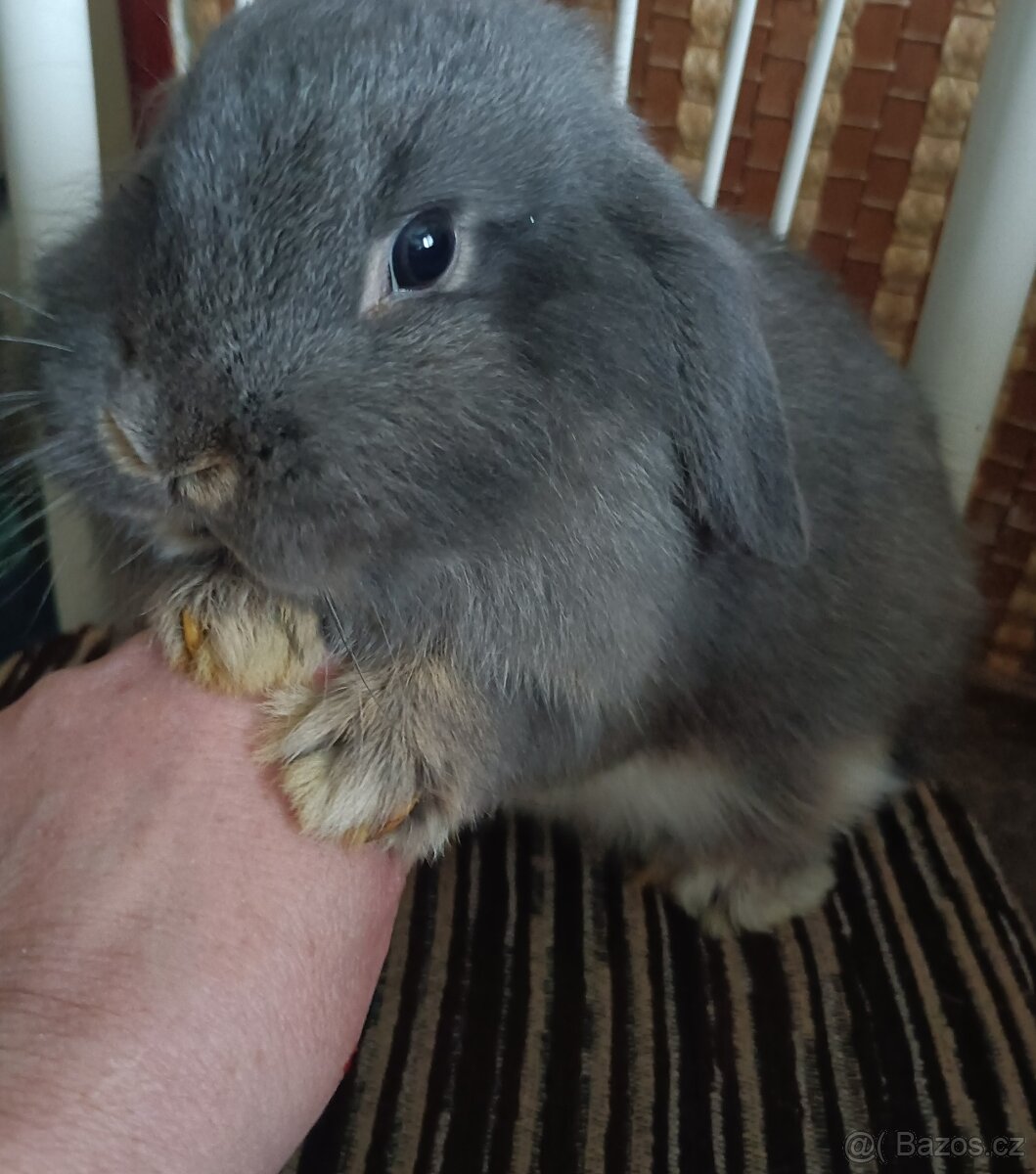 Zarslý beránek / samička - 2