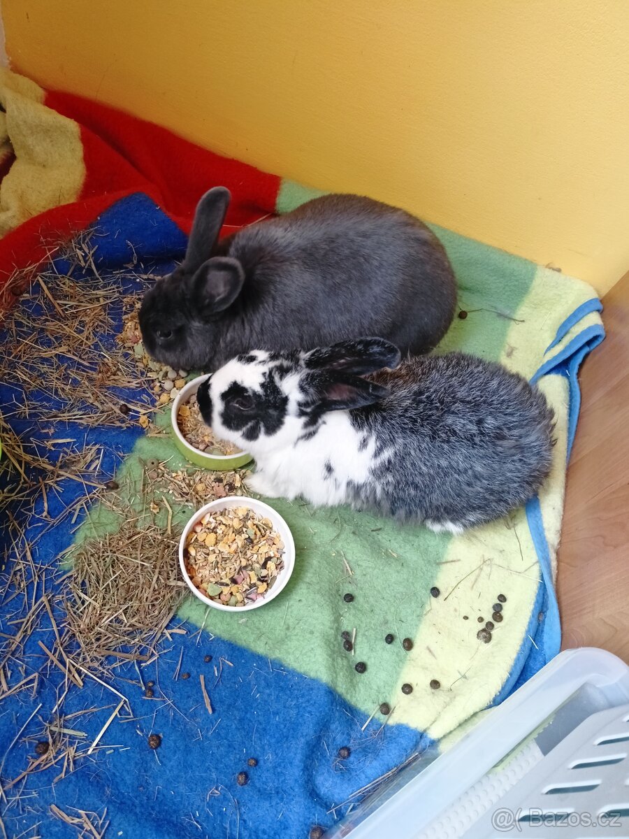 Králíci - 2