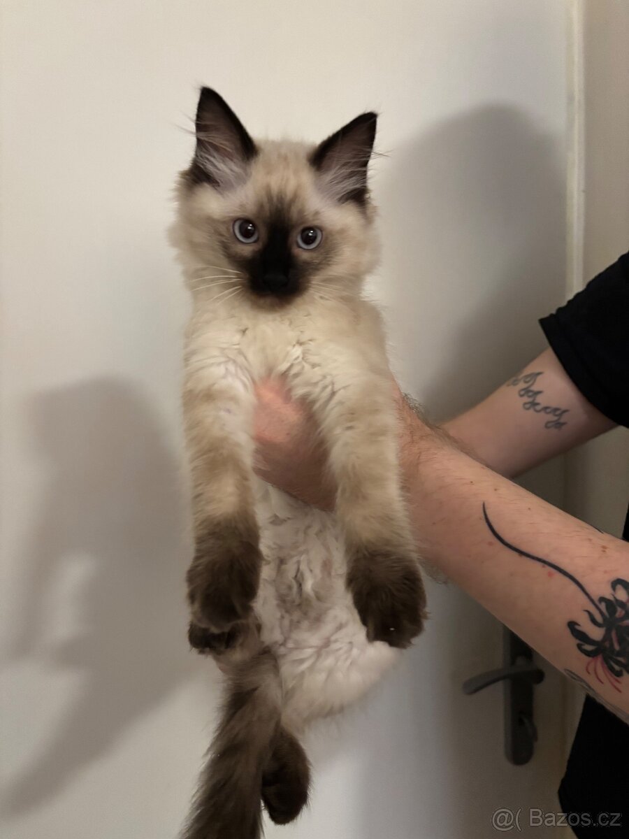 Koťátka Ragdoll - 2